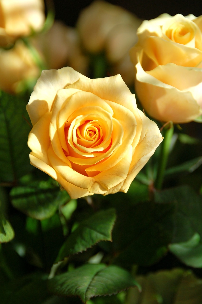 roses  yellow  bloom free photo