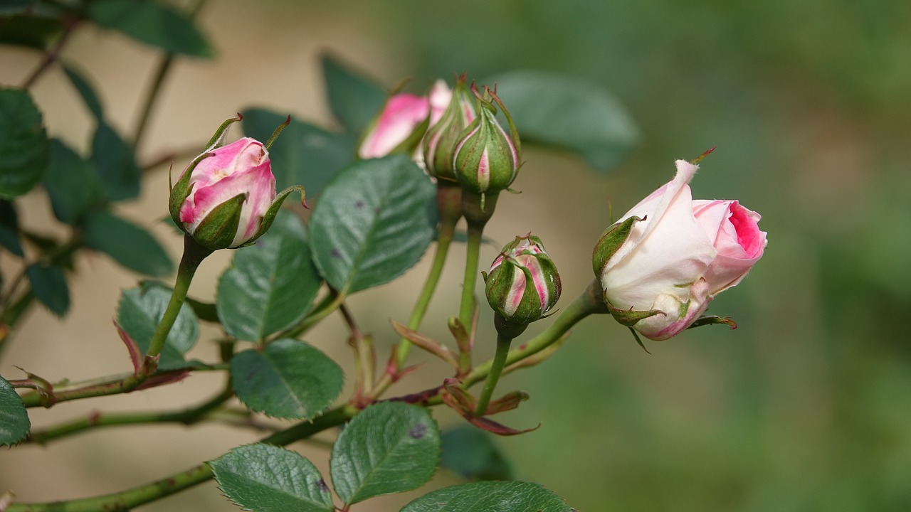 roses  flowers  garden free photo