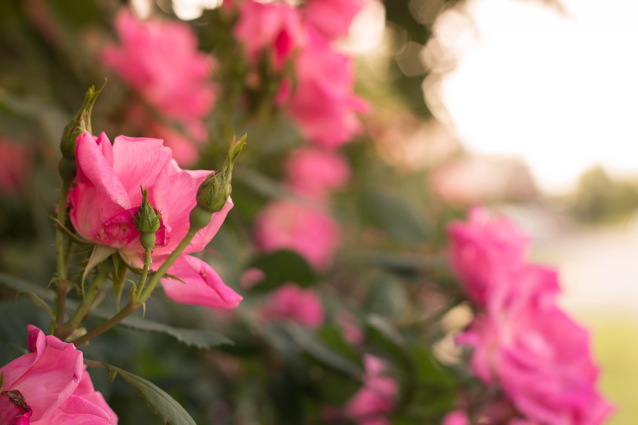 roses  nature  plants free photo