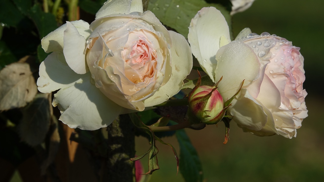 roses  rain  drop free photo