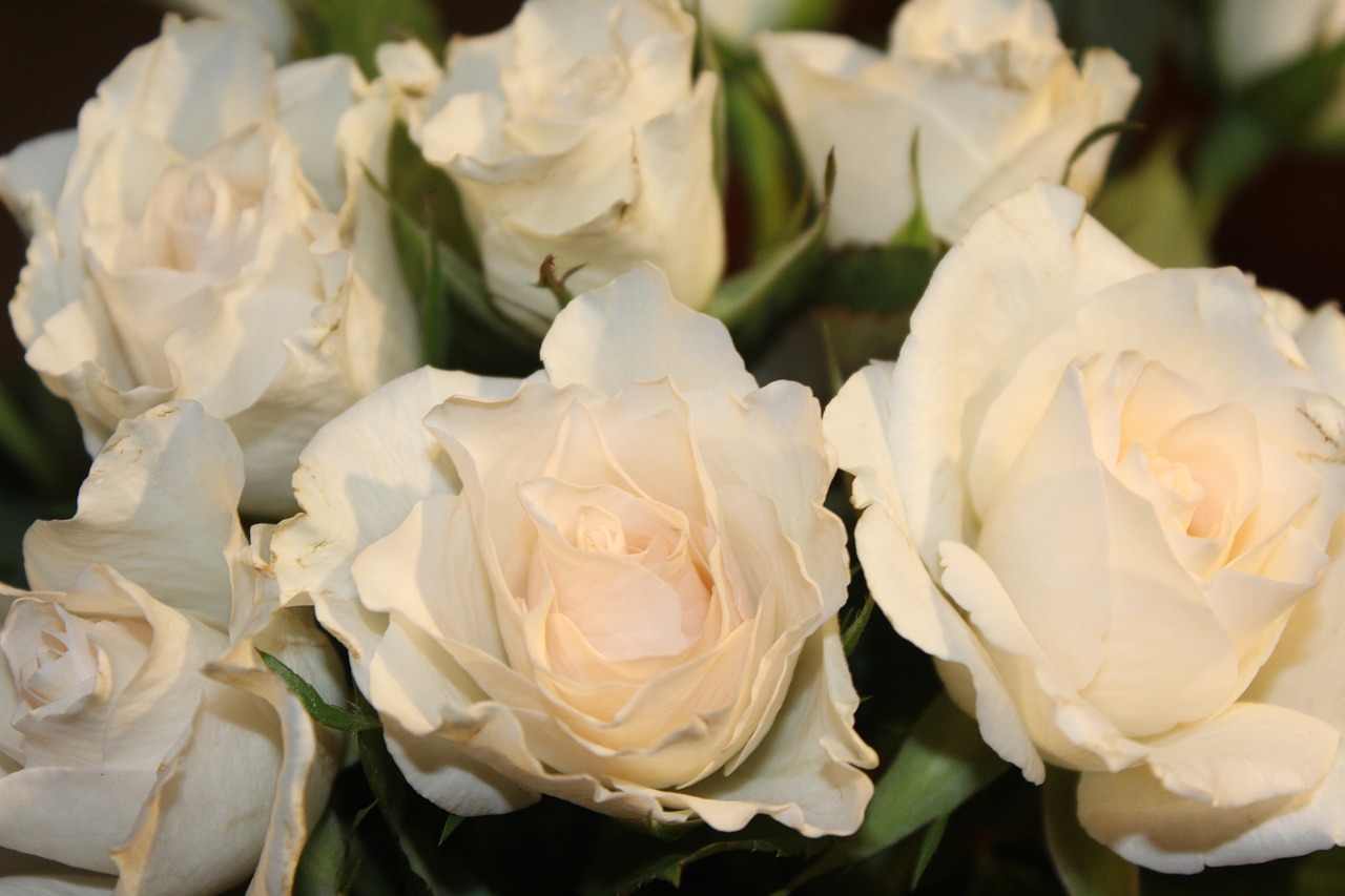 roses  bouquet of roses  white rose free photo