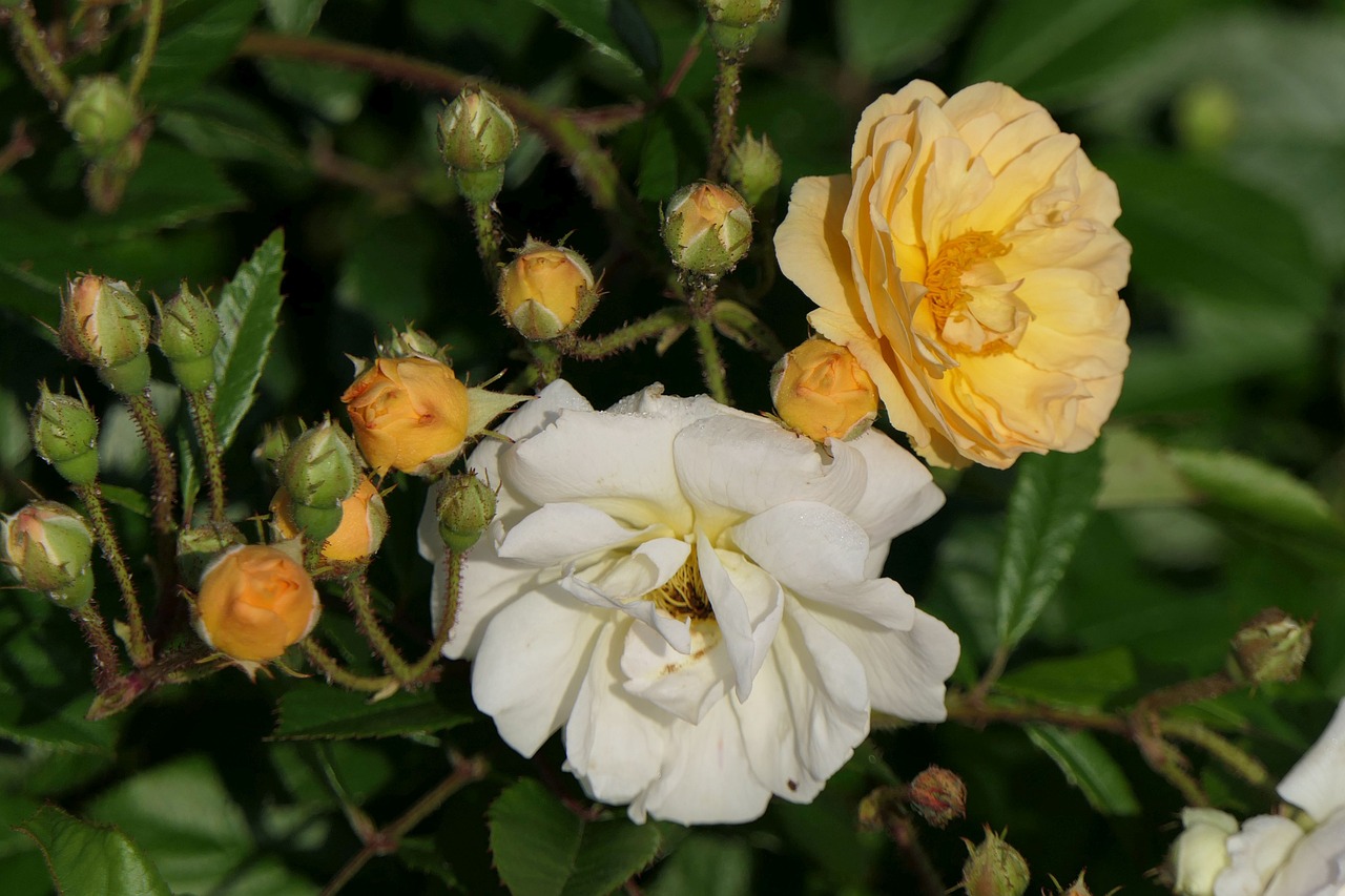 roses  flowers  bud free photo