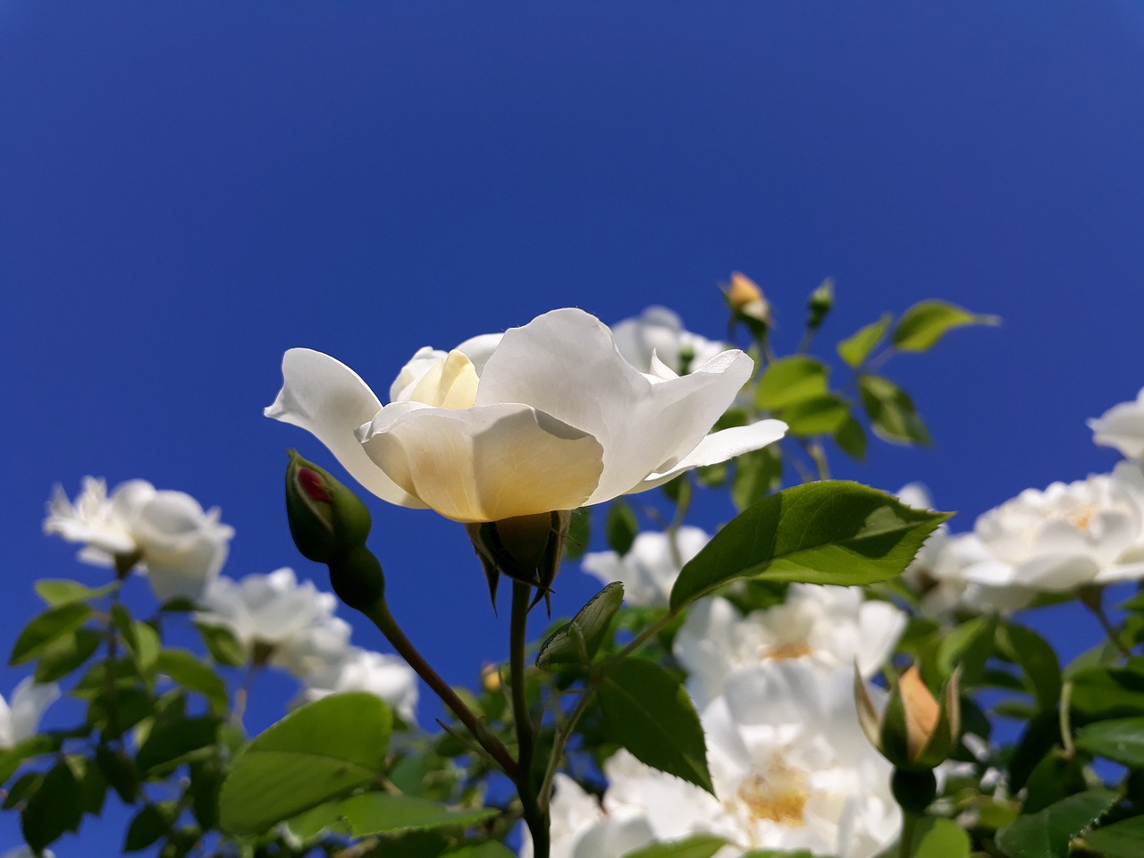 roses  white  blue free photo