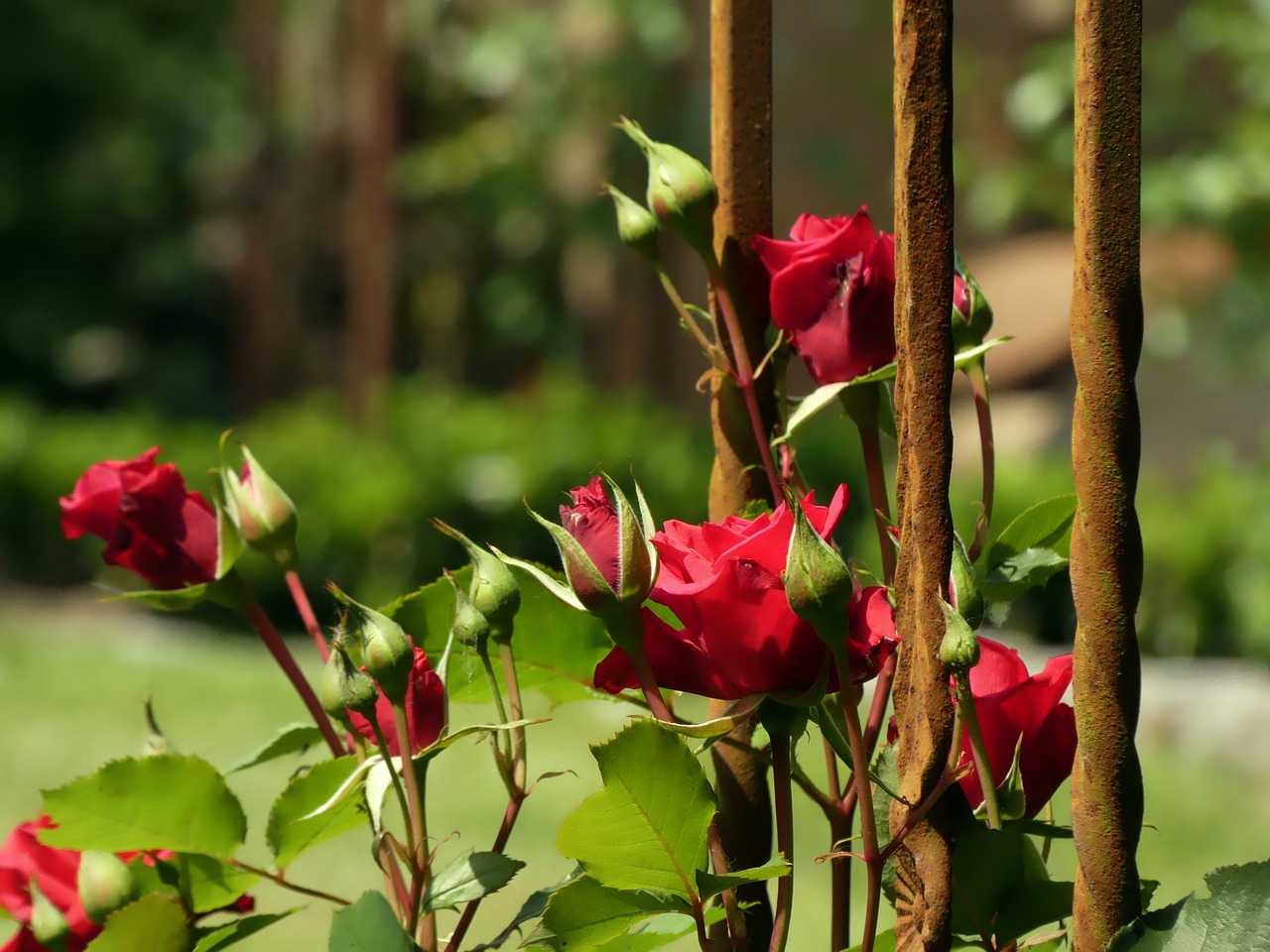 roses  flowers  pink free photo