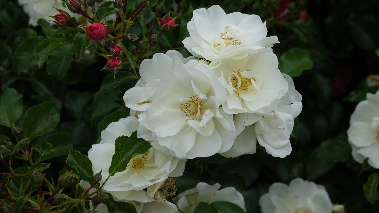 roses  wild  field free photo