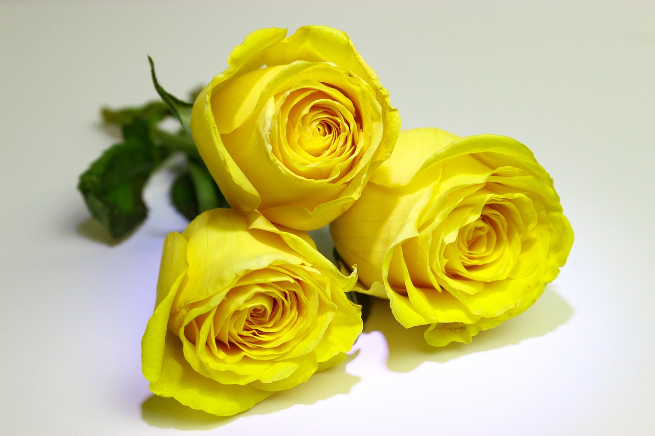 roses  yellow  yellow roses free photo