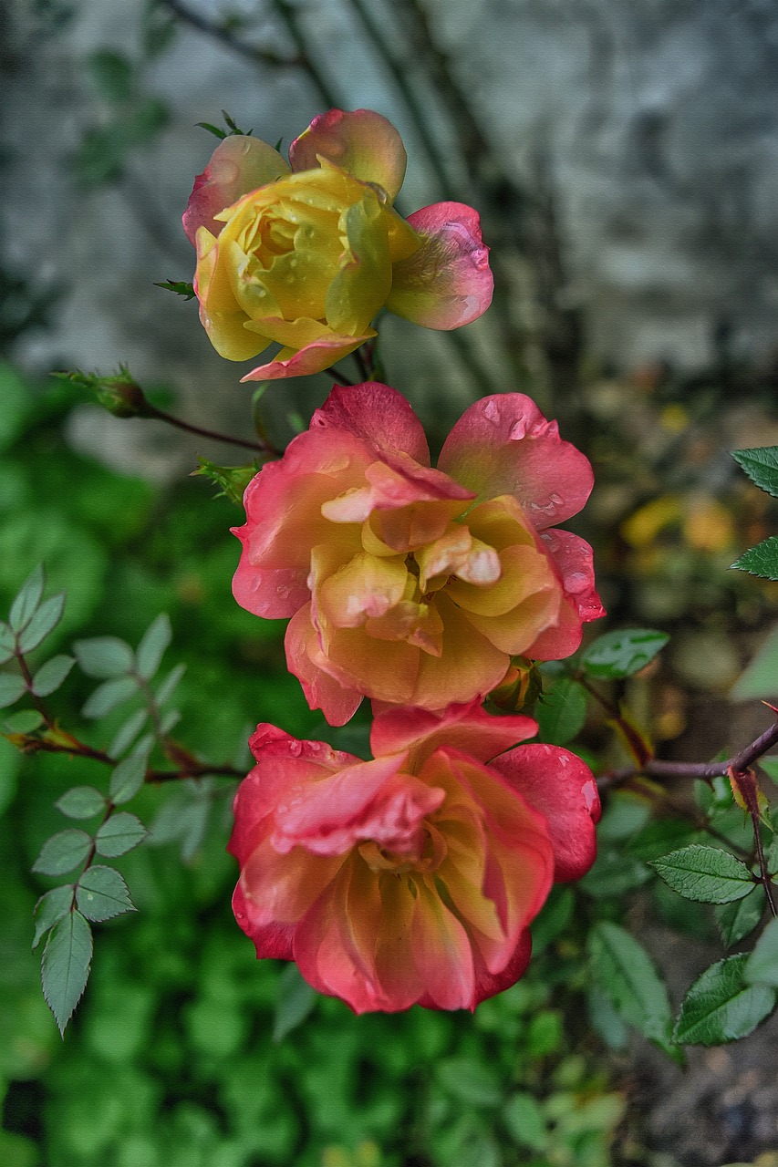 roses  canvas  red free photo