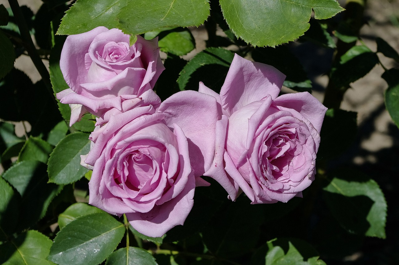 roses  violet  flower free photo