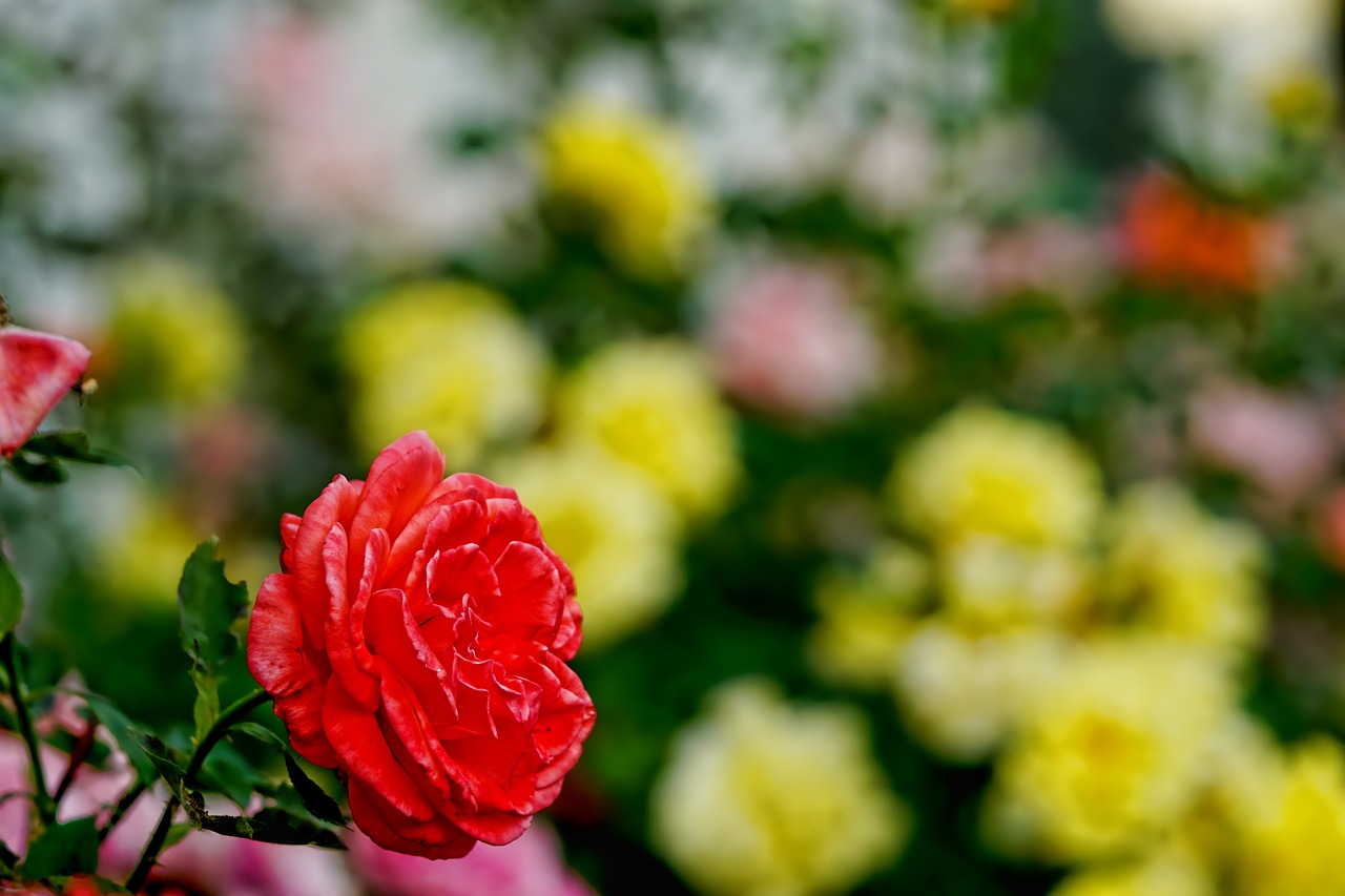 roses  bed of roses  flowers free photo