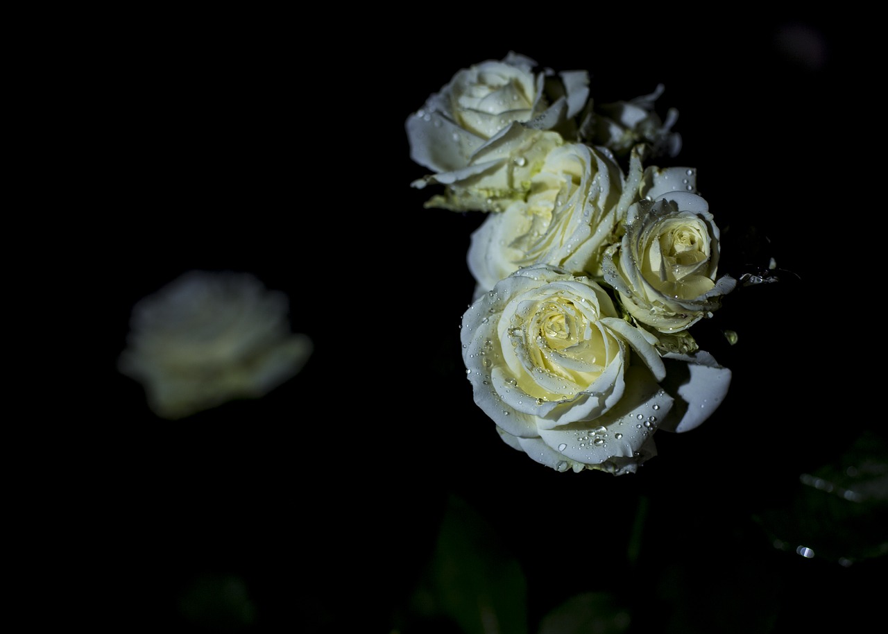 roses  rose  white free photo