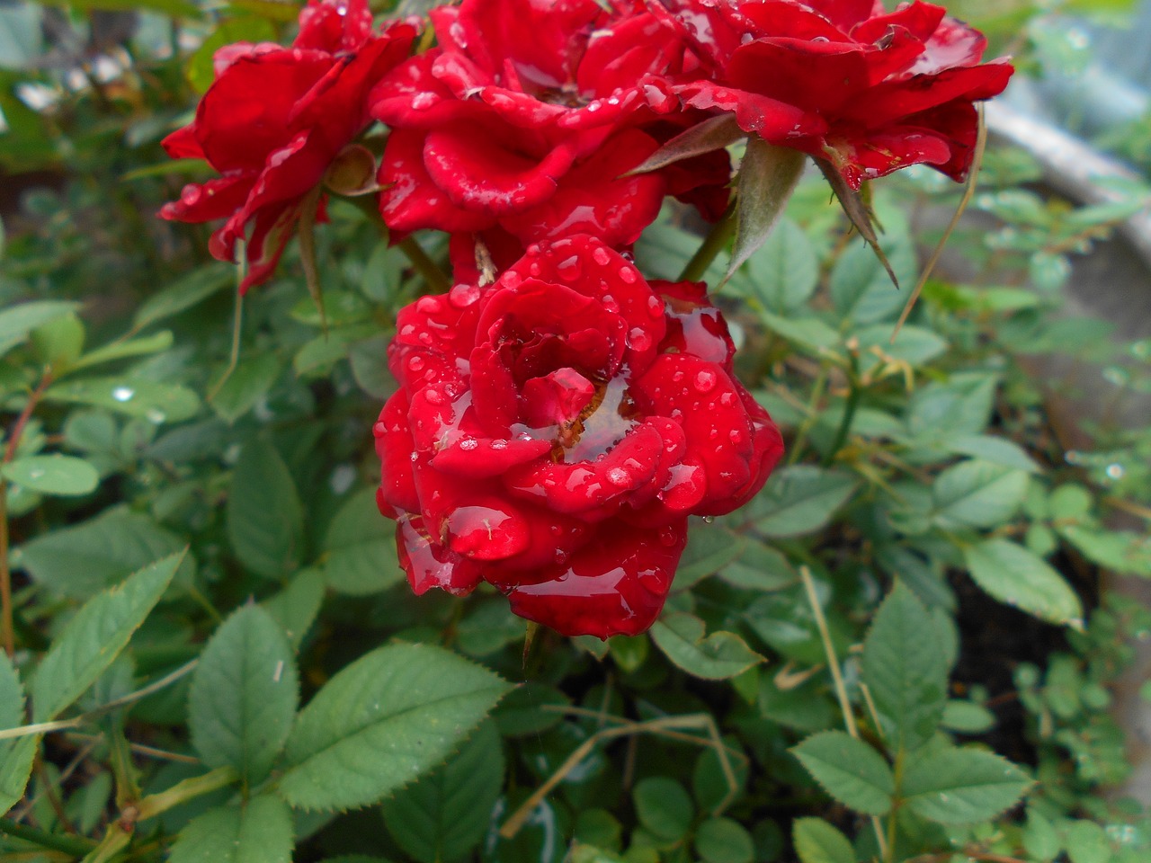 roses  raindrops  flower free photo