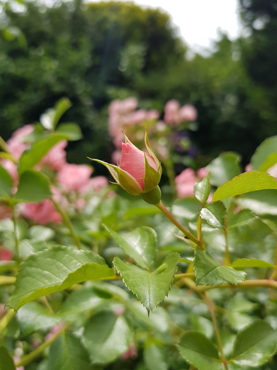 roses  pink  flower free photo