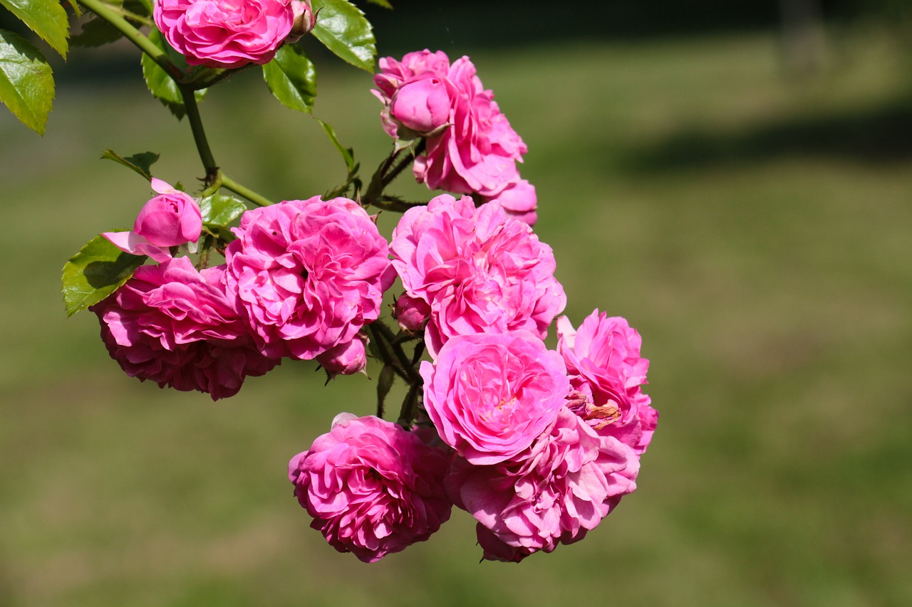 roses  wild rose  blossom free photo