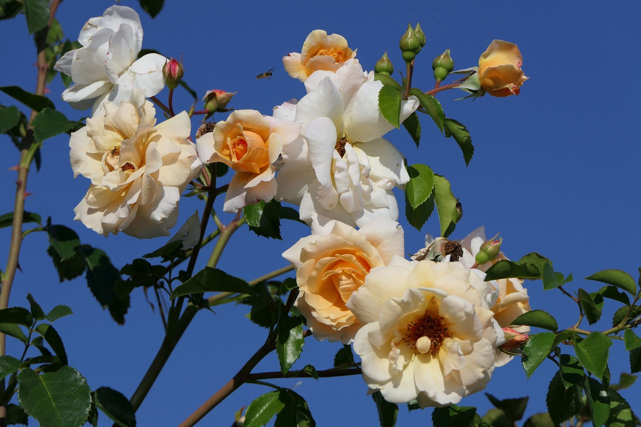 roses  flowers  close up free photo