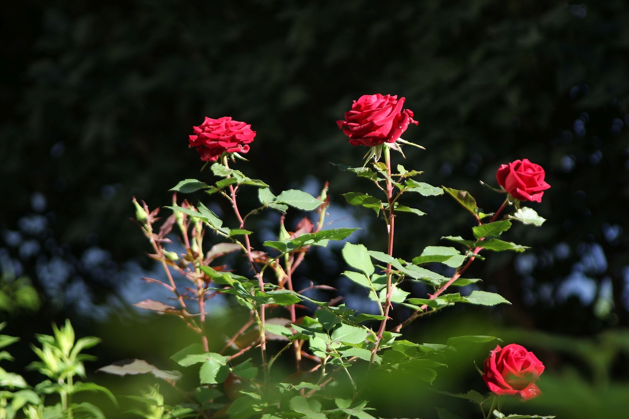 roses red flowers free photo