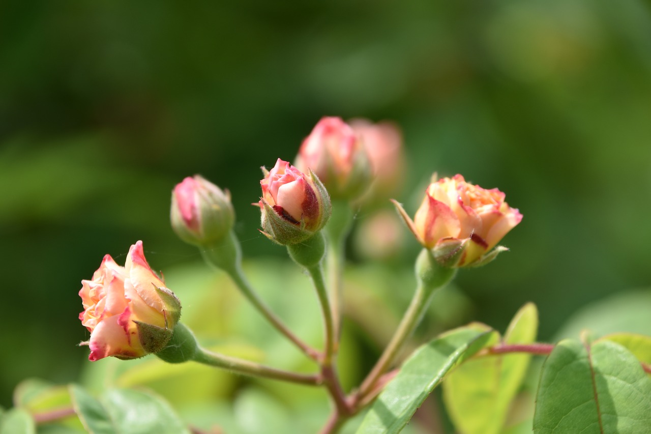 roses  flowers  nature free photo