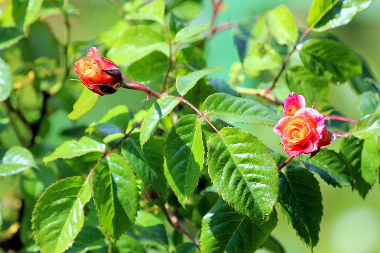 roses  rose bush  plant free photo