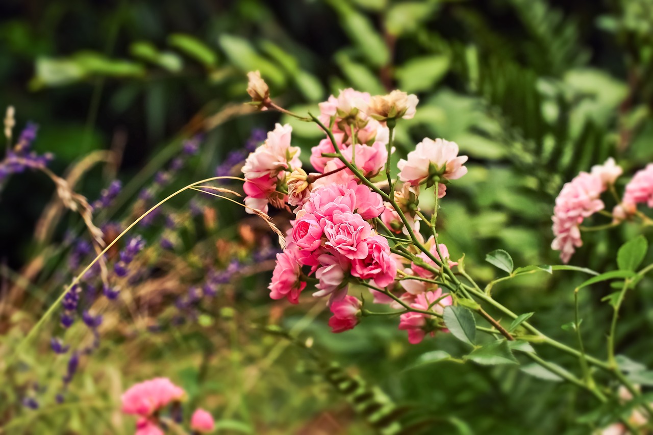 roses  flowers  blossom free photo