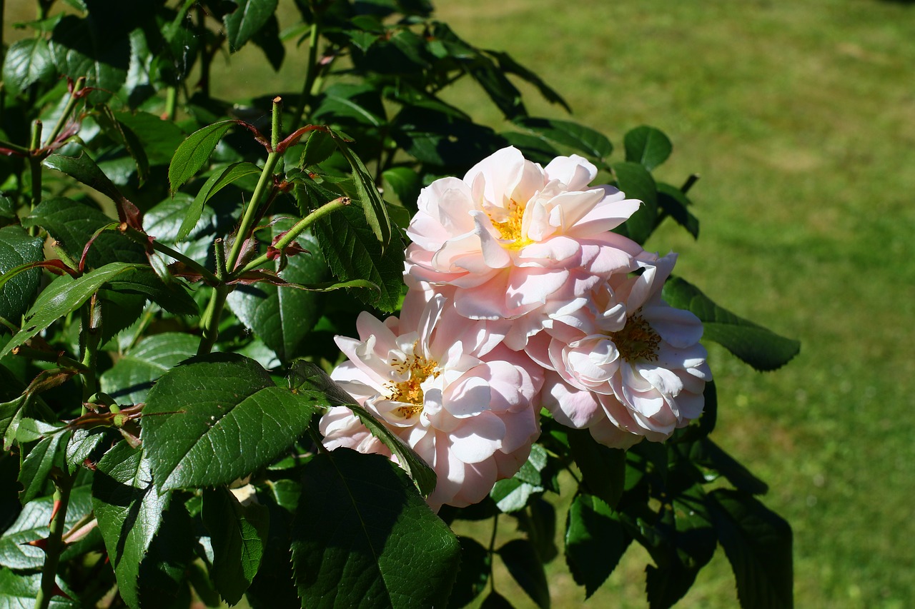 roses  pink  flowers free photo