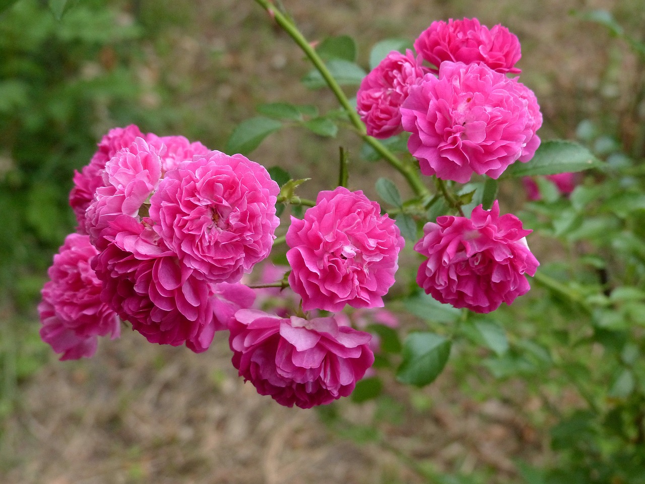 roses  flowers  pink free photo