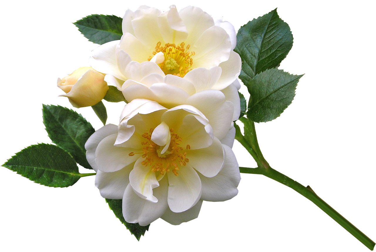 roses  white  flowers free photo