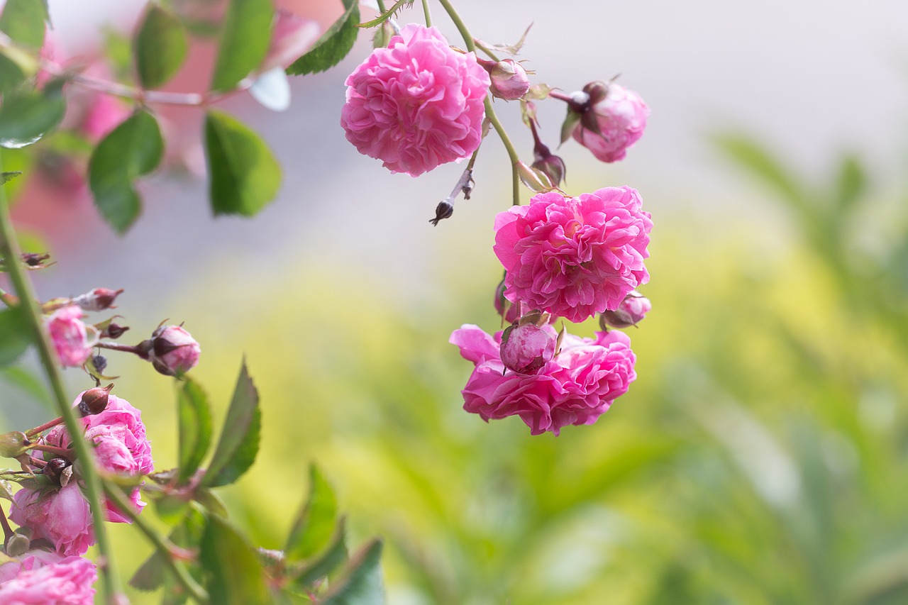 roses  pink  rose garden free photo