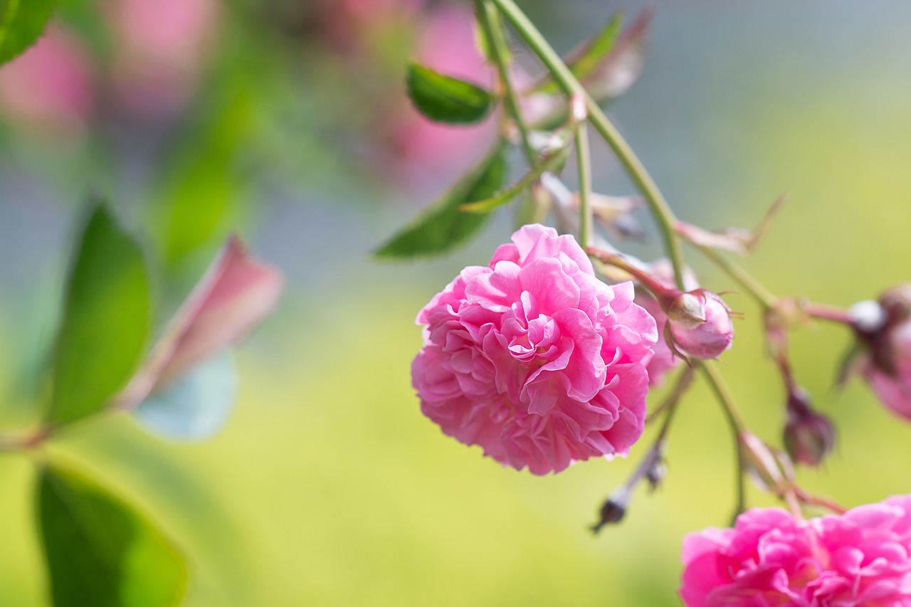 roses  pink  pink roses free photo