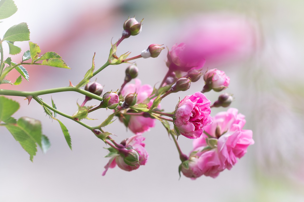 roses  pink  pink flowers free photo