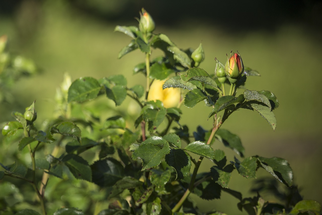 roses  flowers  plant free photo