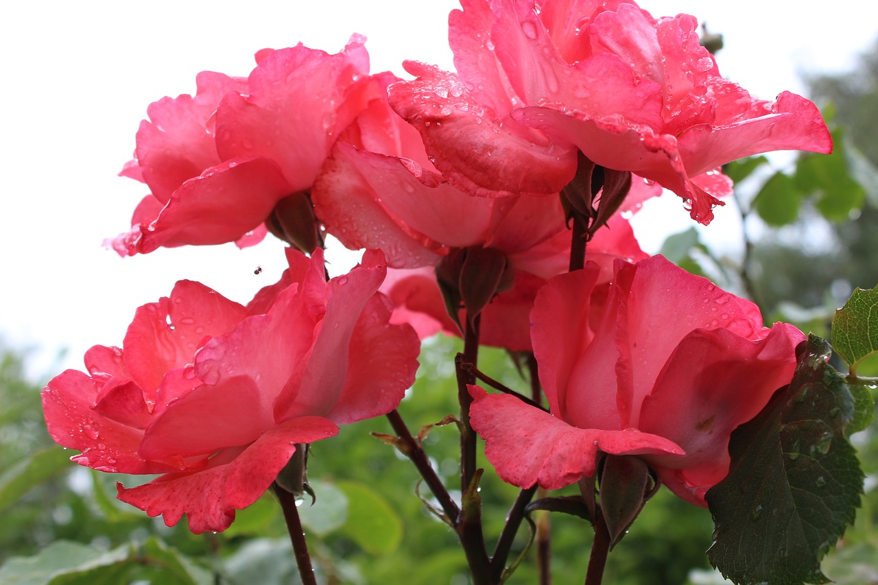 roses  bush  red free photo