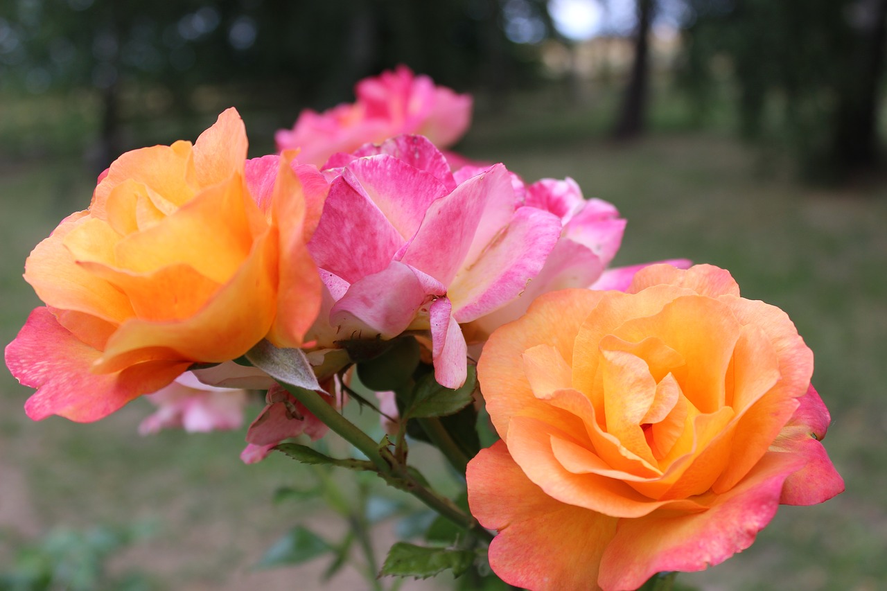 roses  bush  summer free photo