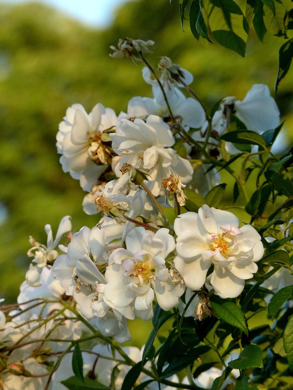 roses  flowers  white rose free photo