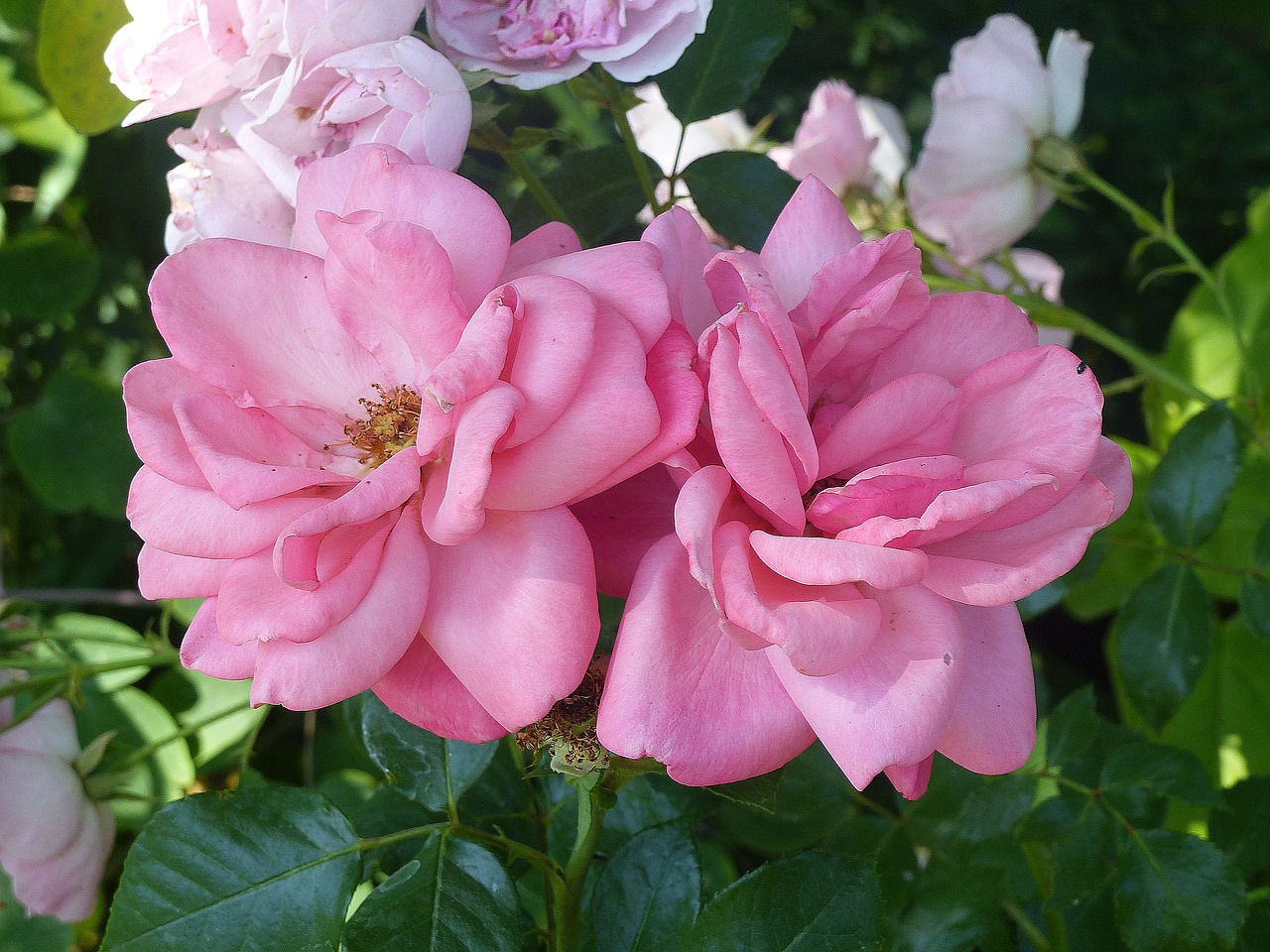 roses  pink  flowers free photo