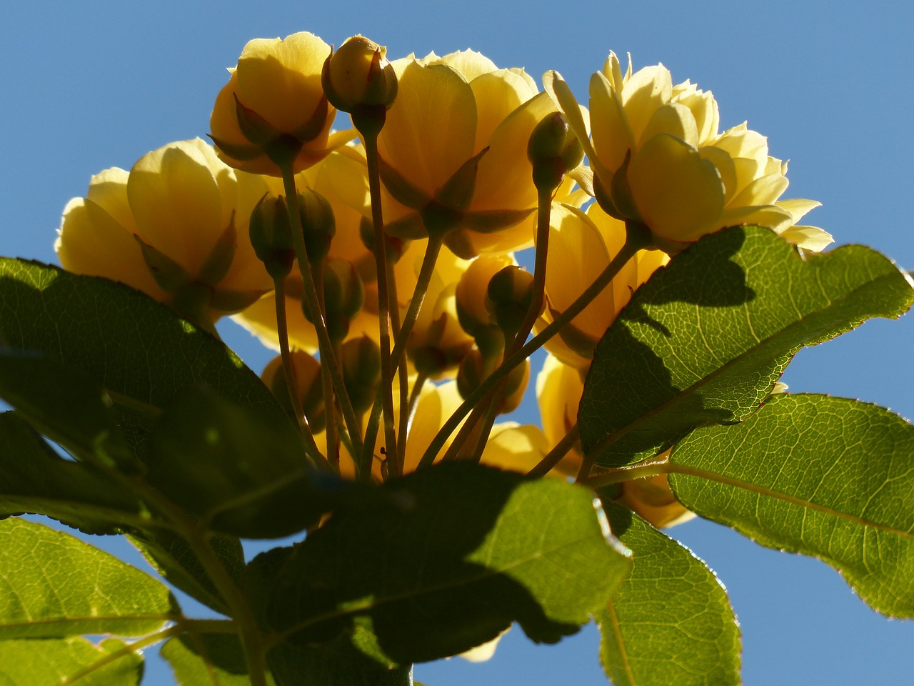 roses flowers yellow free photo