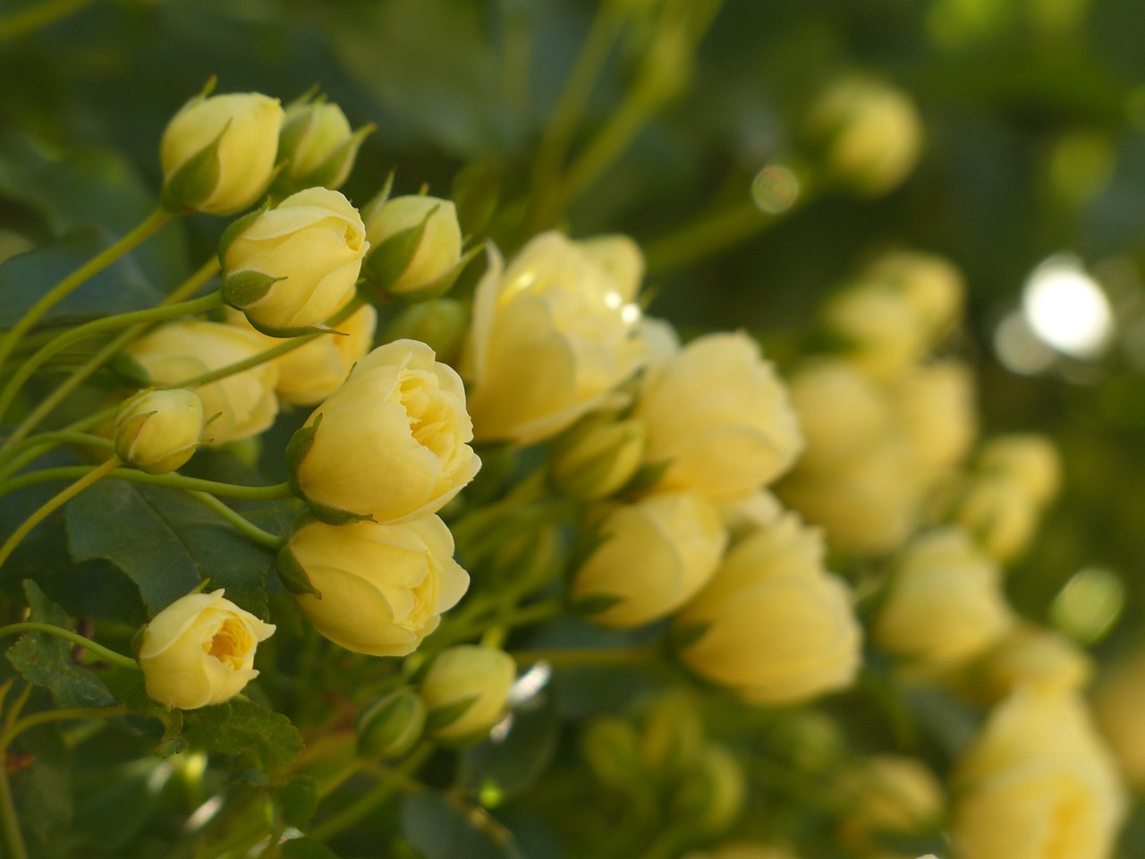 roses flowers yellow free photo