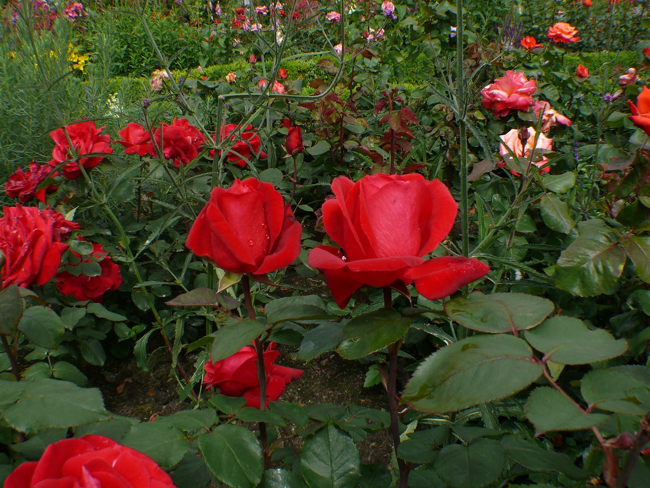 roses red blossom free photo