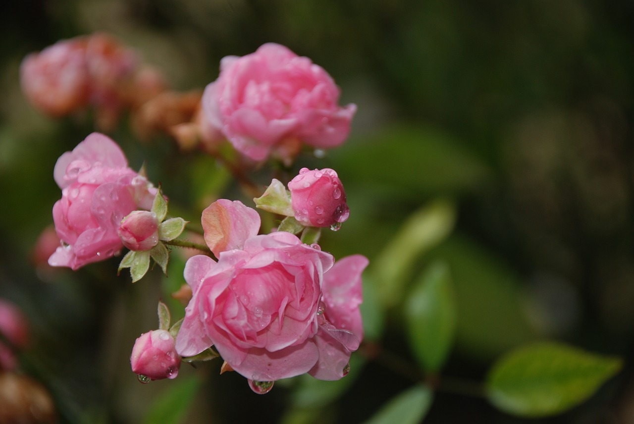 roses  pink  flowers free photo