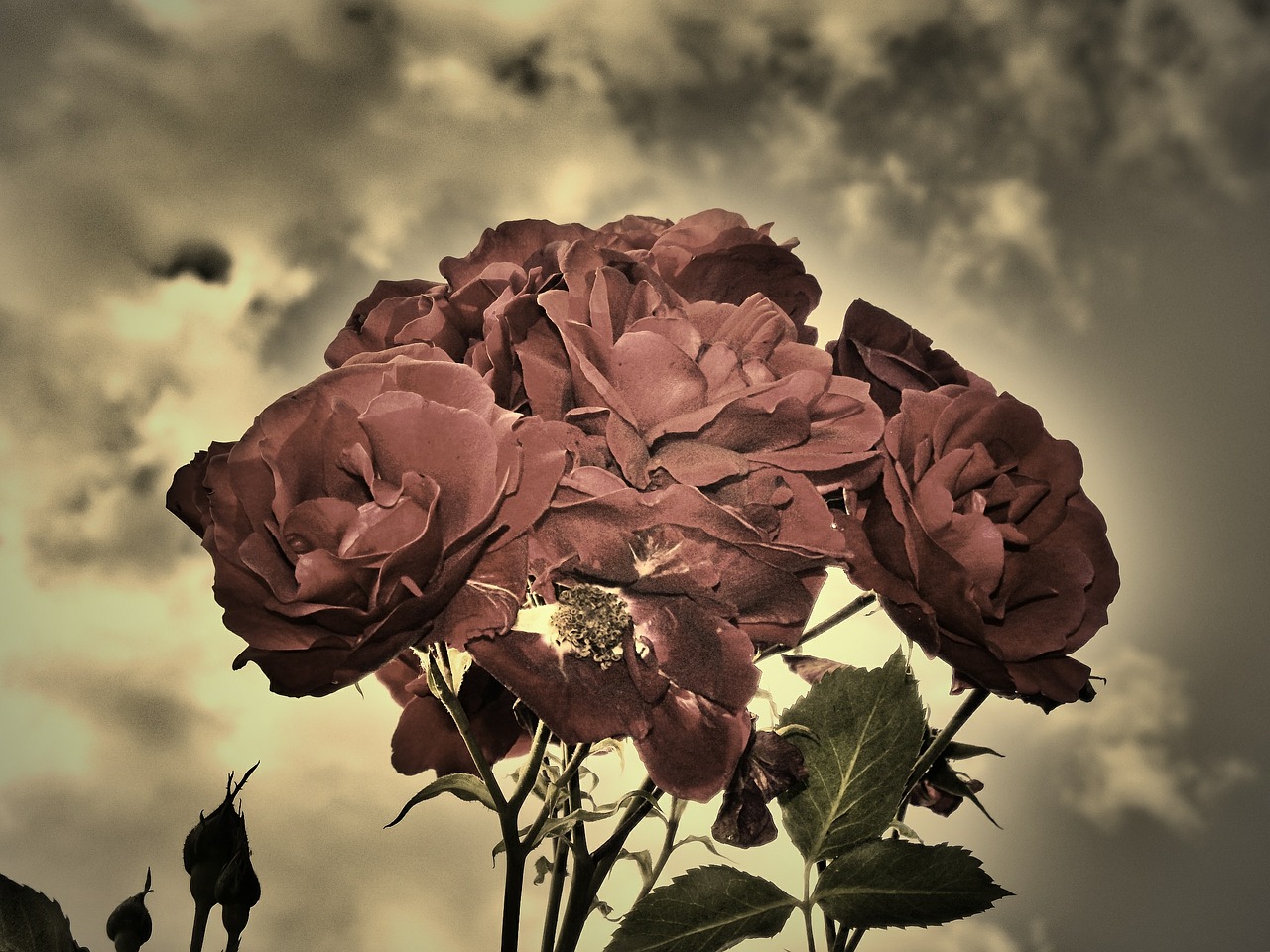 roses sepia duo free photo