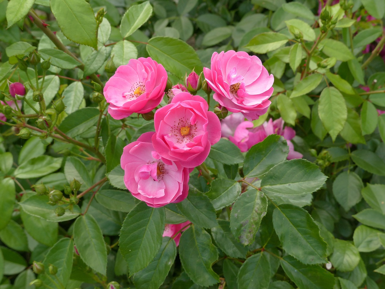 roses  flowers  pink free photo