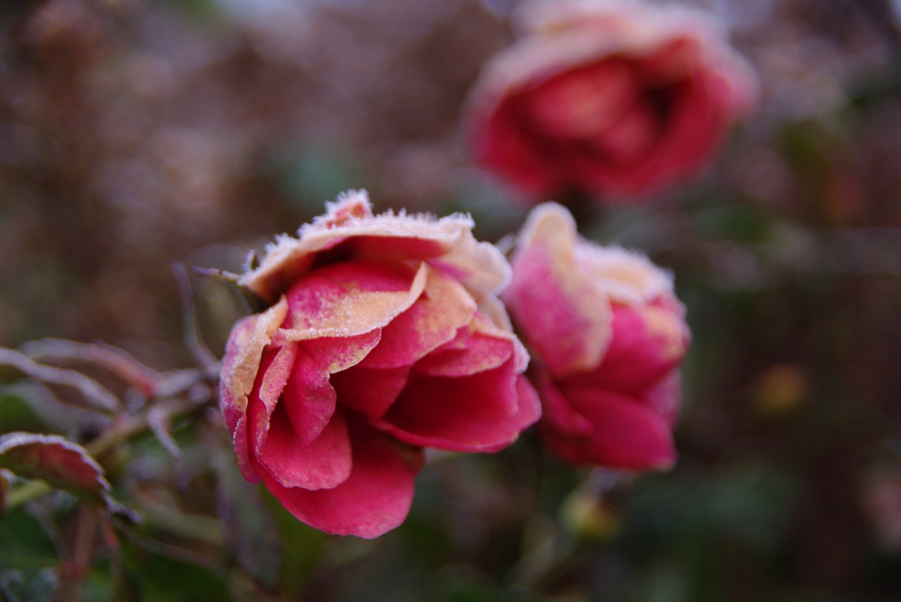 roses  flowers  frost free photo