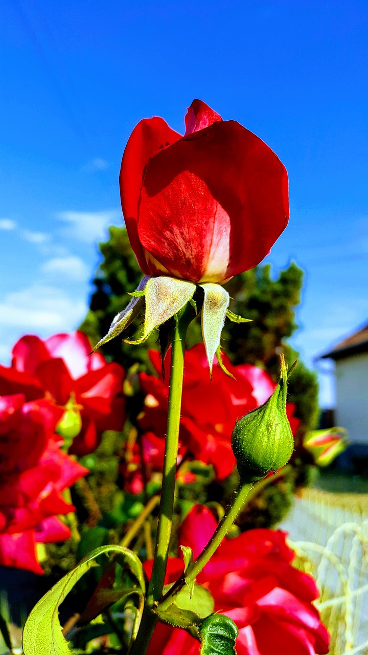 roses  flowers  summer free photo