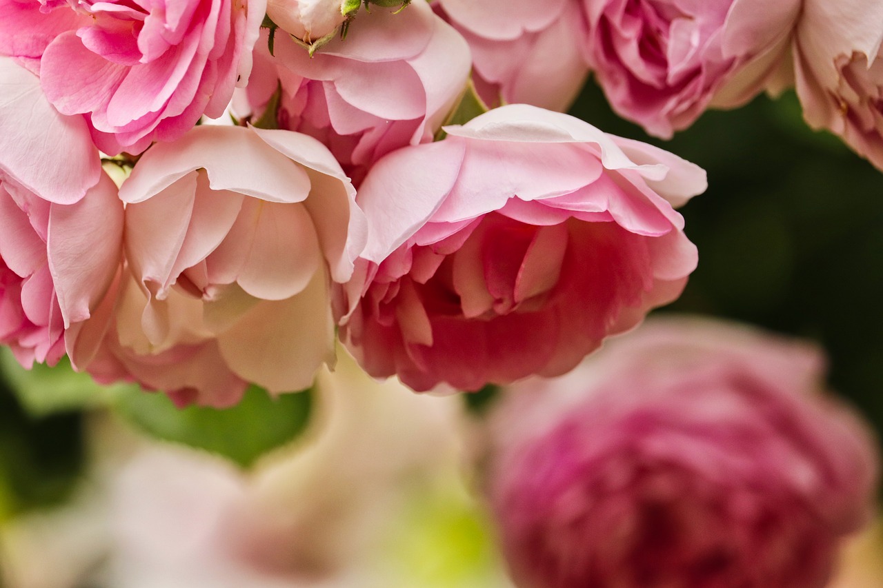 roses  pink  romantic free photo