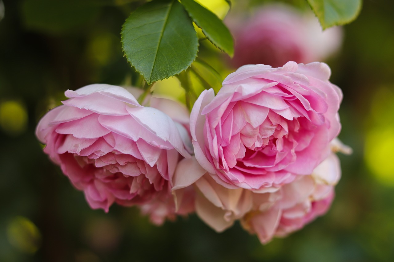 roses  pink  romantic free photo