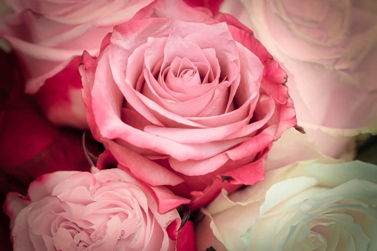 roses  romance  pink free photo