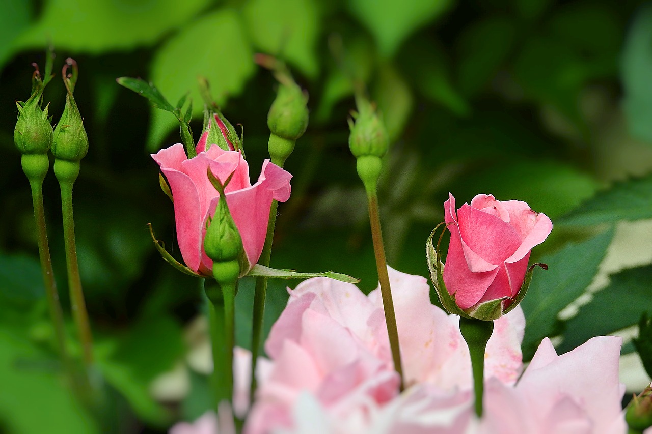 roses  garden  plants free photo