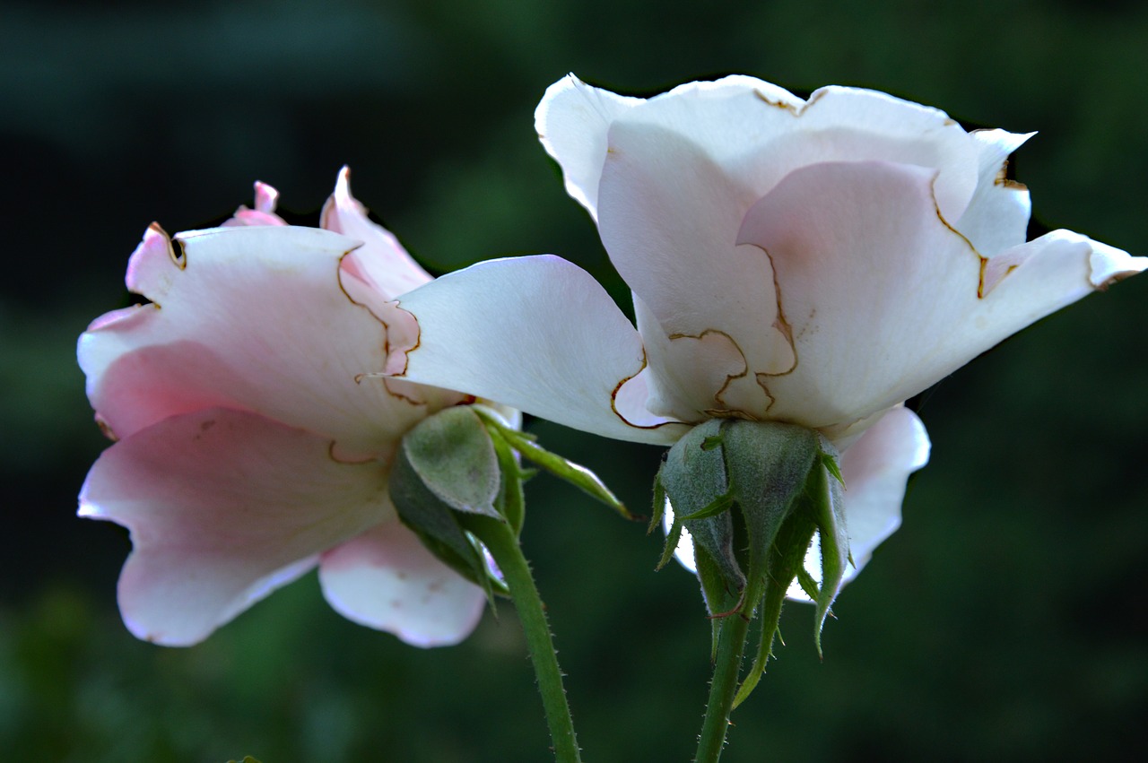 roses  flowers  old free photo