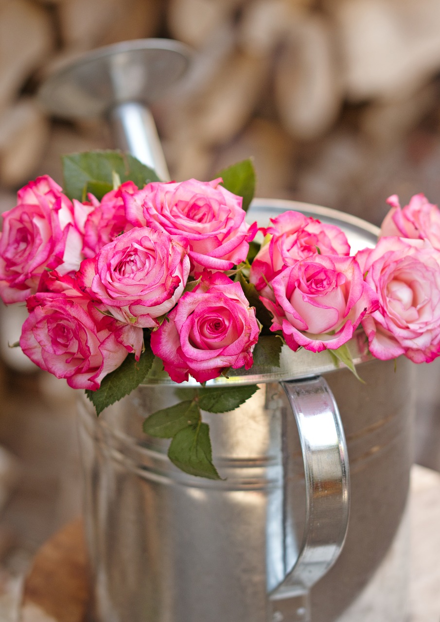 roses  love  romantic free photo