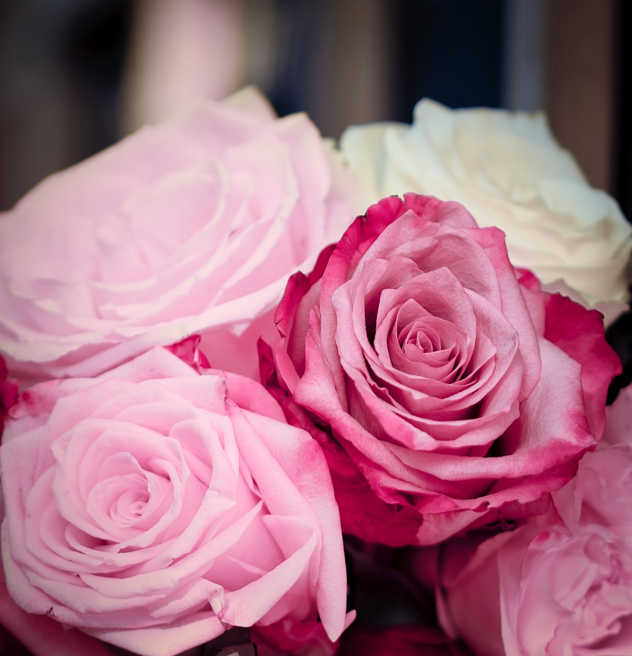 roses  pink  romantic free photo