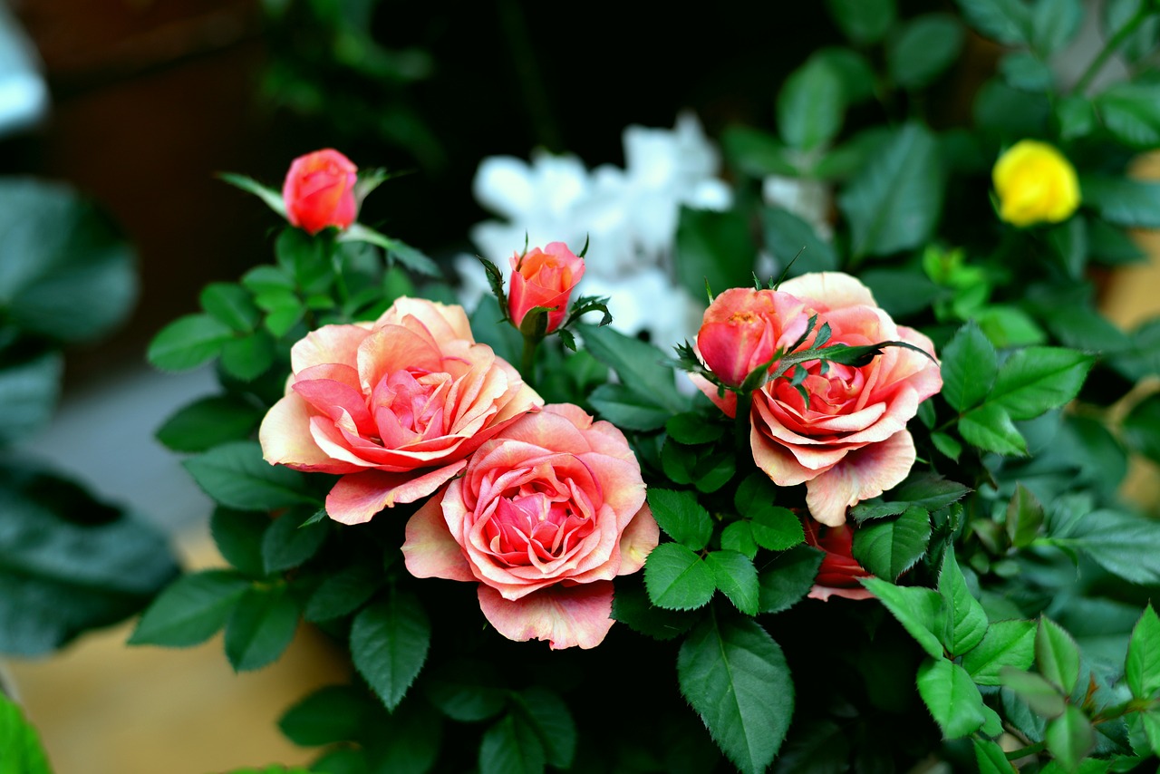 roses  flowers  pink free photo