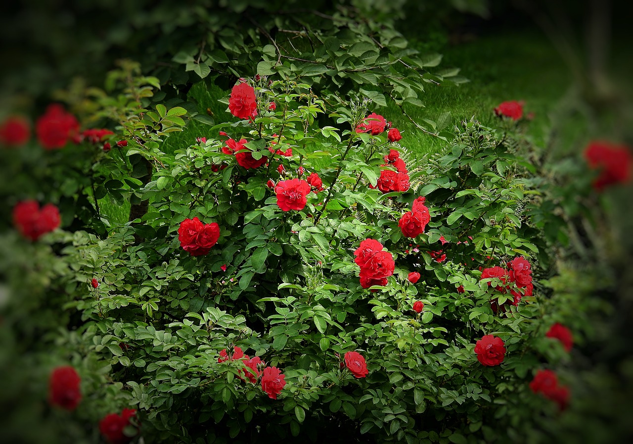 roses  red  garden free photo